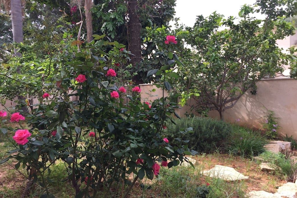 Villa L'Etoile בהרצליה – תצלום מקום האירוח 5 מתוך 9